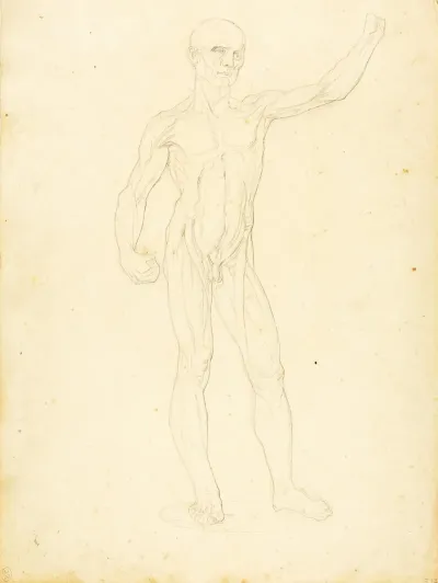 An Ecorche Front View