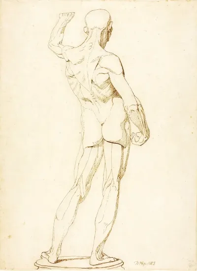 An Ecorche Rear View