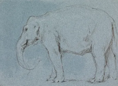 An Elephant 2
