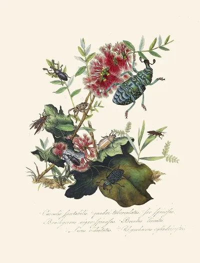 An Epitome Of The Natural History Of The Insects Of New Holland New Zealand Pl 03