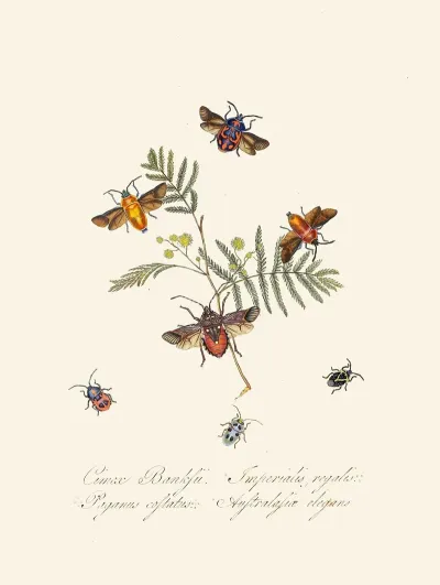 An Epitome Of The Natural History Of The Insects Of New Holland New Zealand Pl 10