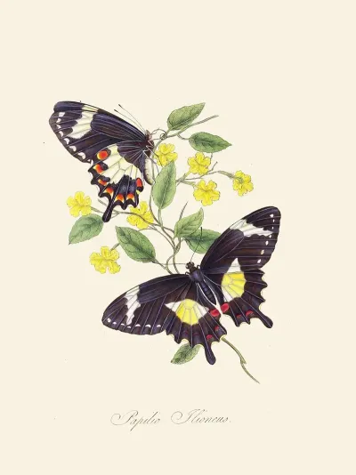 An Epitome Of The Natural History Of The Insects Of New Holland New Zealand Pl 12