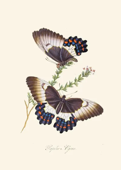 An Epitome Of The Natural History Of The Insects Of New Holland New Zealand Pl 13