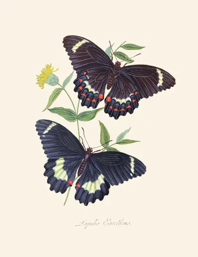 An Epitome Of The Natural History Of The Insects Of New Holland New Zealand Pl 14