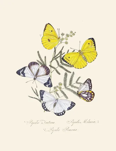 An Epitome Of The Natural History Of The Insects Of New Holland New Zealand Pl 16