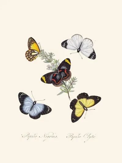 An Epitome Of The Natural History Of The Insects Of New Holland New Zealand Pl 18