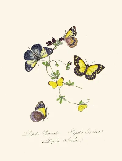 An Epitome Of The Natural History Of The Insects Of New Holland New Zealand Pl 19