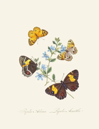 An Epitome Of The Natural History Of The Insects Of New Holland New Zealand Pl 21