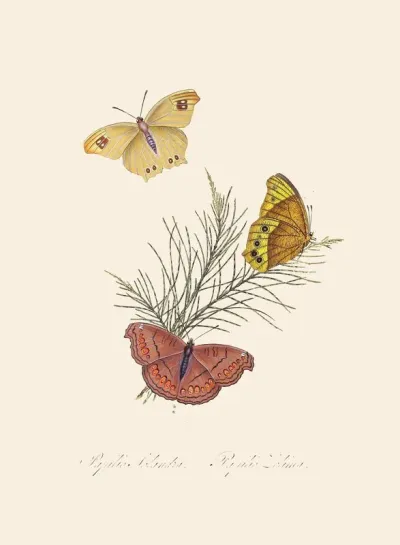 An Epitome Of The Natural History Of The Insects Of New Holland New Zealand Pl 22
