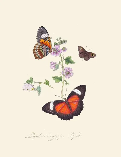 An Epitome Of The Natural History Of The Insects Of New Holland New Zealand Pl 23