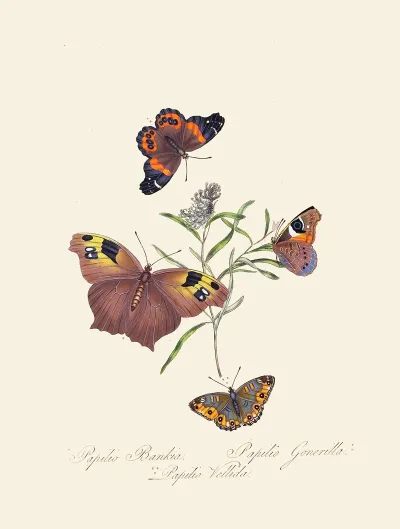 An Epitome Of The Natural History Of The Insects Of New Holland New Zealand Pl 24