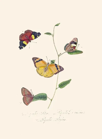An Epitome Of The Natural History Of The Insects Of New Holland New Zealand Pl 25