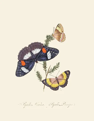 An Epitome Of The Natural History Of The Insects Of New Holland New Zealand Pl 26