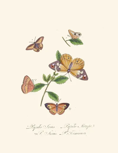 An Epitome Of The Natural History Of The Insects Of New Holland New Zealand Pl 27