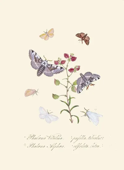 An Epitome Of The Natural History Of The Insects Of New Holland New Zealand Pl 34