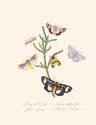 An Epitome Of The Natural History Of The Insects Of New Holland New Zealand Pl 35