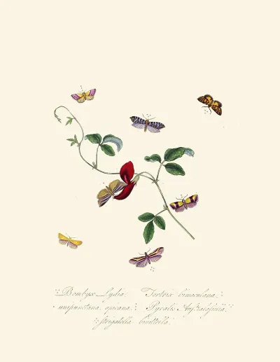An Epitome Of The Natural History Of The Insects Of New Holland New Zealand Pl 39