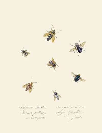 An Epitome Of The Natural History Of The Insects Of New Holland New Zealand Pl 40