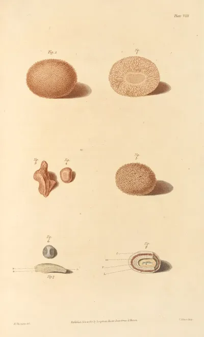 An Essay On The Chemical History And Medical Treatment Of Calculous Disorders Pl 5