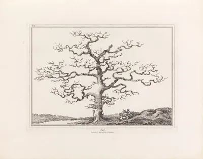 An Essay On Trees In Landscape