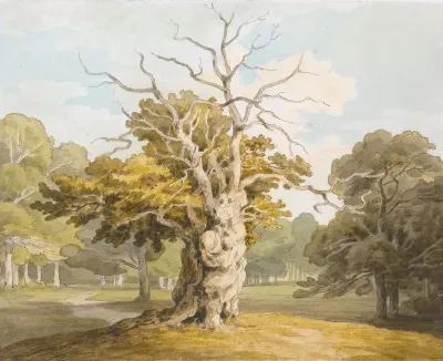 An Oak At Kedleston Hall Derbyshire