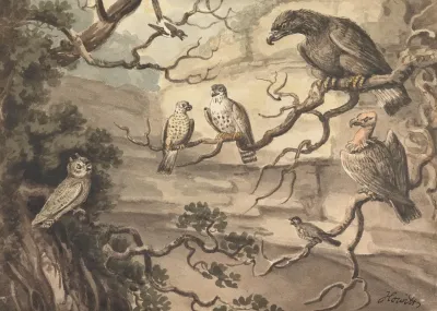 An Owl An Eagle Two Falcons A Vulture And Other Birds Perched In Trees