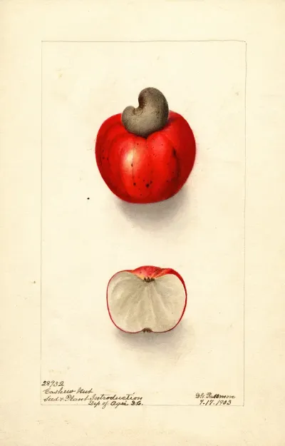 Anacardium Occidentale 2