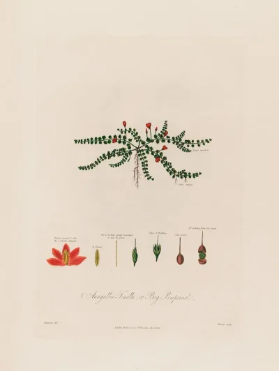 Anagallis Tenella Or Bog Pimpernel