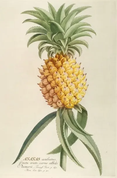 Ananas 2