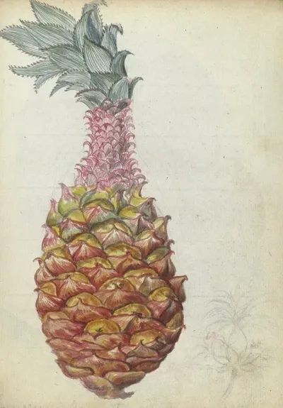 Ananas 4