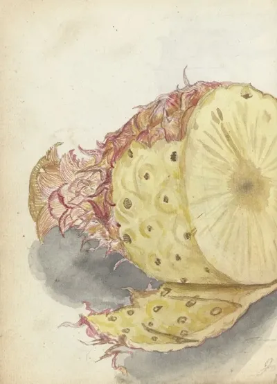 Ananas 5