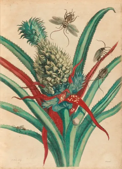 Ananas 6