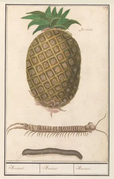 Ananas Ananas Comosus Ananas Ananas Ananas