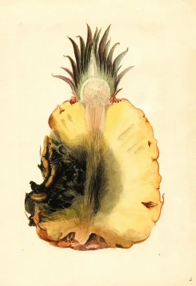 Ananas Comosus Pineapple 2