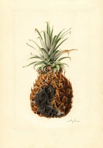 Ananas Comosus Pineapple 3