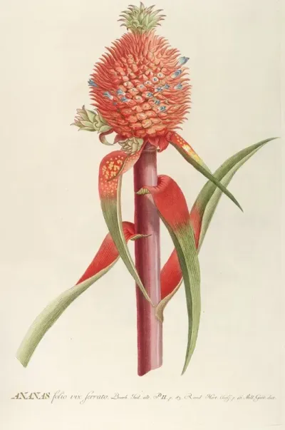 Ananas Ii