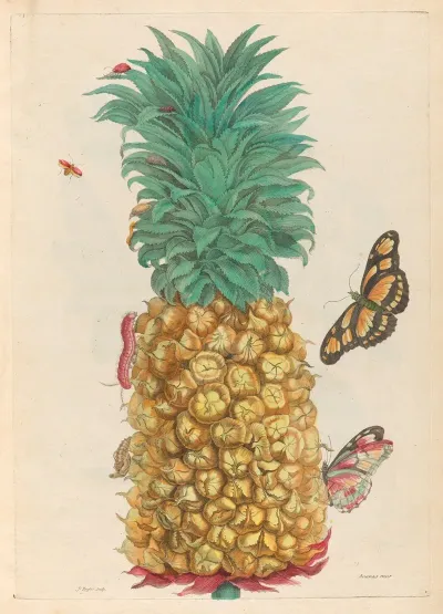 Ananas Mur 2