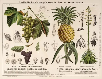 Ananassa Sativa Agave Americana Vitis Vinifera Ananas Agave Druif