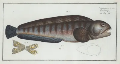 Anarihchas Lupus The Wolf Fish