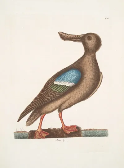 Anas Americanus The Blue Wing Shoveler