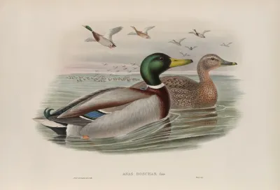Anas Boschas Mallard Or Wild Duck
