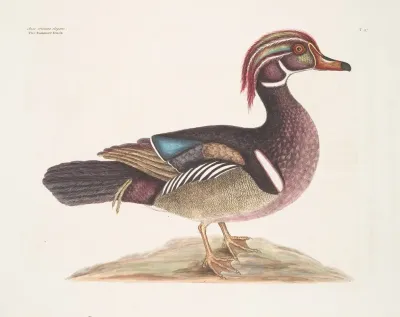 Anas Cristata Elegans The Summer Duck