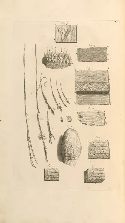 Anatomia Humani Corporis Pl 005