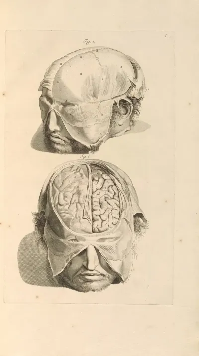 Anatomia Humani Corporis Pl 006