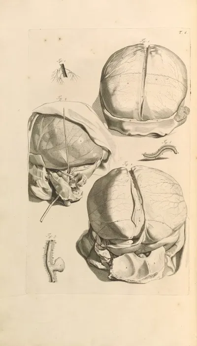 Anatomia Humani Corporis Pl 007