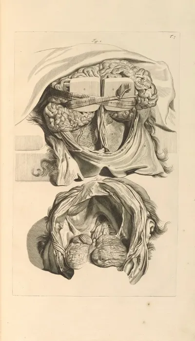 Anatomia Humani Corporis Pl 008