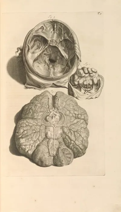 Anatomia Humani Corporis Pl 010