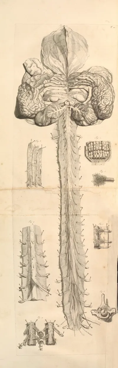 Anatomia Humani Corporis Pl 011