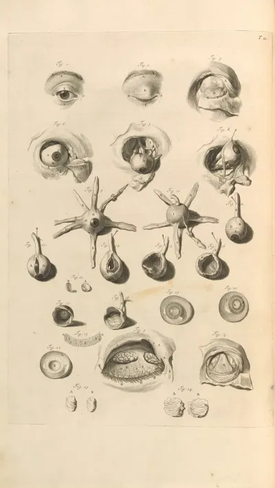 Anatomia Humani Corporis Pl 012