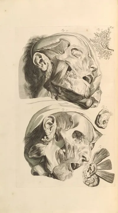 Anatomia Humani Corporis Pl 013